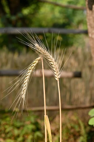 A vertical closeup of ripe wheat plant growing in a farm field in sunlight