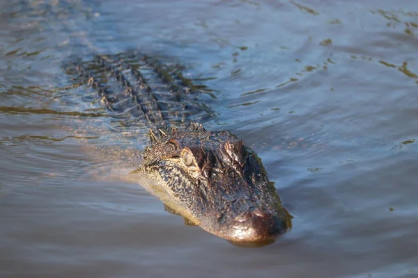 Närbild Amerikansk Alligator Simmar Smygande Sjö Tittar Runt Vaksamt — Stockfoto
