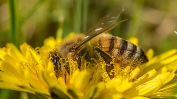Makro Fotografia Pszczoły Zbierającej Pyłek Kwiatku Mniszka Lekarskiego — Zdjęcie stockowe