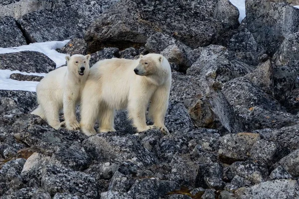 Два Милых Белых Медведя Скалах Естественной Среде Обитания — стоковое фото