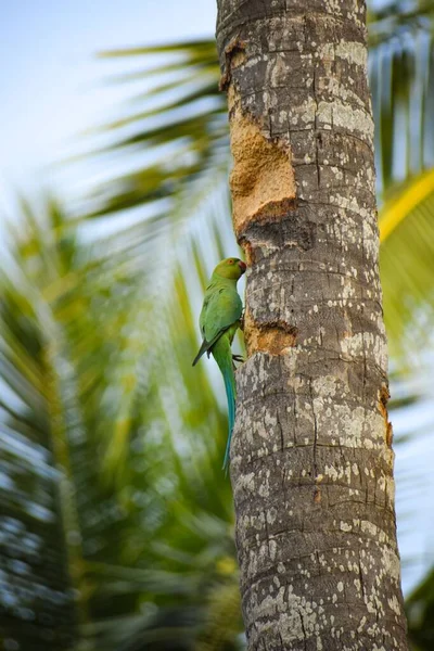 Eine Vertikale Aufnahme Eines Grünen Sittichs Auf Einem Baum — Stockfoto