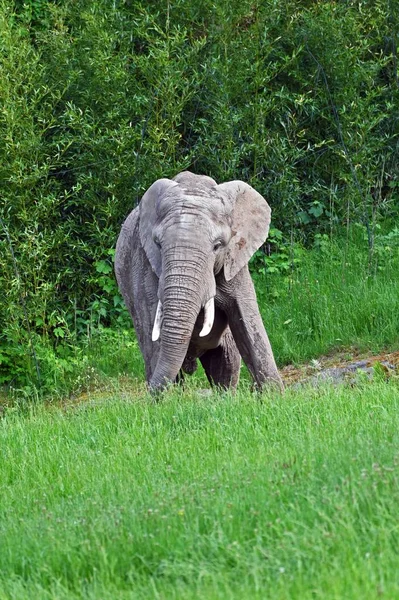Eine Vertikale Aufnahme Eines Afrikanischen Elefanten Loxodonta Einem Grünen Feld — Stockfoto