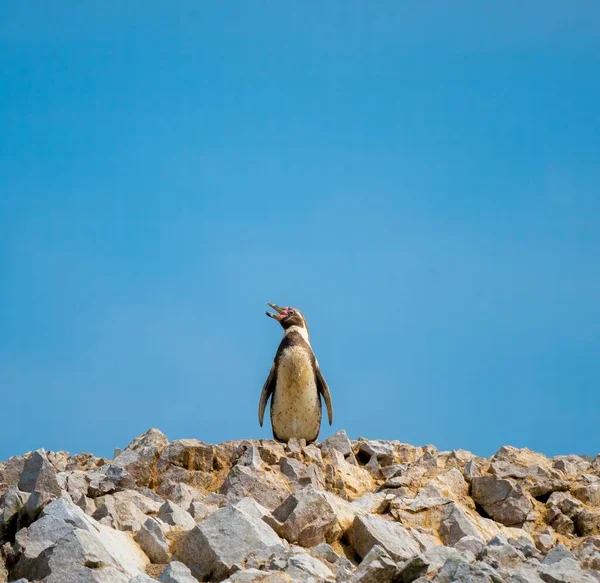 Unico Pinguino Humboldt Spheniscus Humboldti Piedi Contro Cielo Blu Nelle — Foto Stock