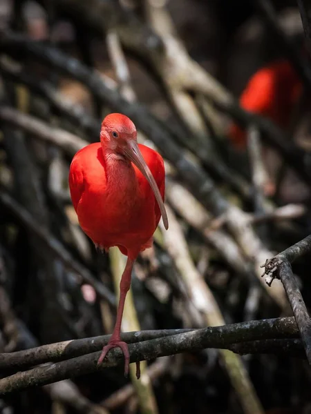 Красивый Алый Ибис Колумбийском Птичьем Заповеднике Расположенном Картахене Индиас — стоковое фото