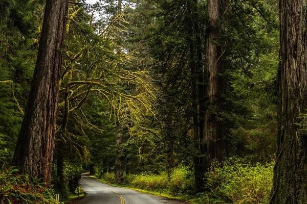Uma Estrada Asfalto Cercada Por Árvores Verdes Exuberantes Parque Nacional — Fotografia de Stock