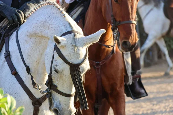 Eine Nahaufnahme Von Pferden Auf Der Nationalen Pferdemesse 2022 Golega — Stockfoto