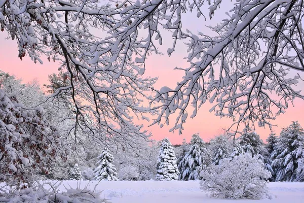 New England Winter Wonderland Colorful Lavender Pink Sky Tree Branches — Stock Photo, Image