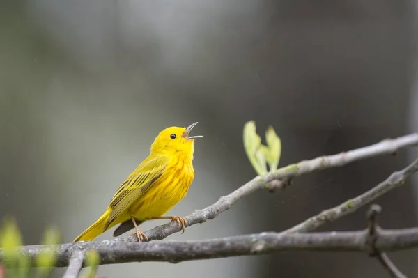 Žlutý Pták Slavík Sedící Větvi — Stock fotografie