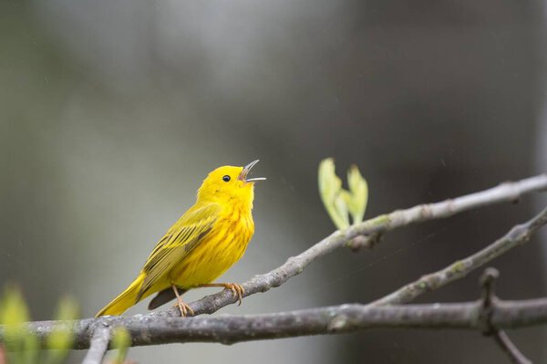 A Yellow Warbler bird perched on a branch