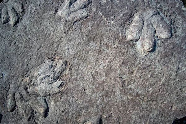 Närbild Historiska Dinosaurie Fotspår Sten Page Arizona — Stockfoto