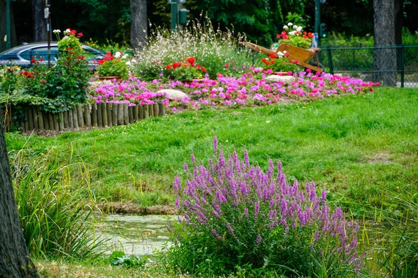 Beautiful Park Plants Flowers — Stock Photo, Image