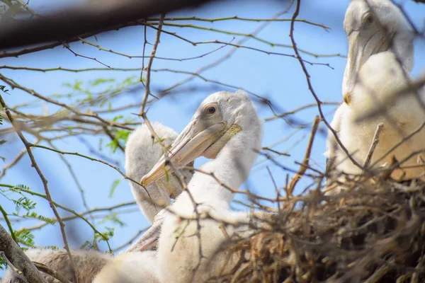 Shallow Focus Shot Three Young Pink Backed Pelicans Nest Clear — Stock Photo, Image