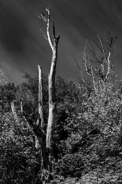 Вертикальний Сірий Знімок Безлистяного Зламаного Дерева Пишному Лісі — стокове фото