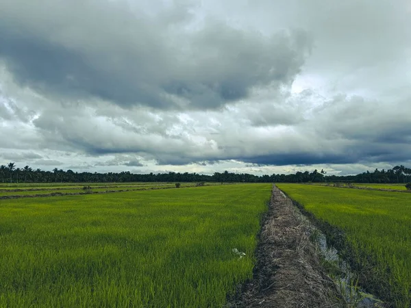 Деревенская Дорога Окруженная Рисовым Полем Облачным Небом Заднем Плане — стоковое фото