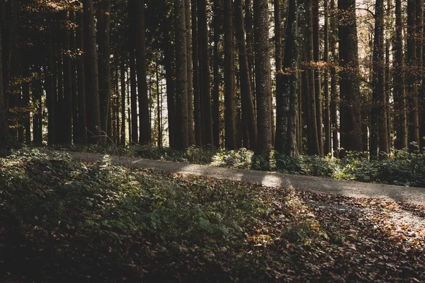Une Route Sentier Dans Forêt Avec Minces Arbres Hauts Des — Photo