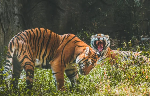 Hermoso Tiro Tigre Bengala Real Lucha Selva — Foto de Stock