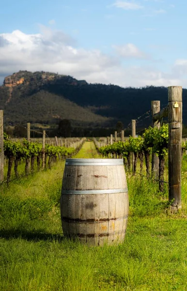 A wine barrel in the vineyard in Hunter Valley, NSW