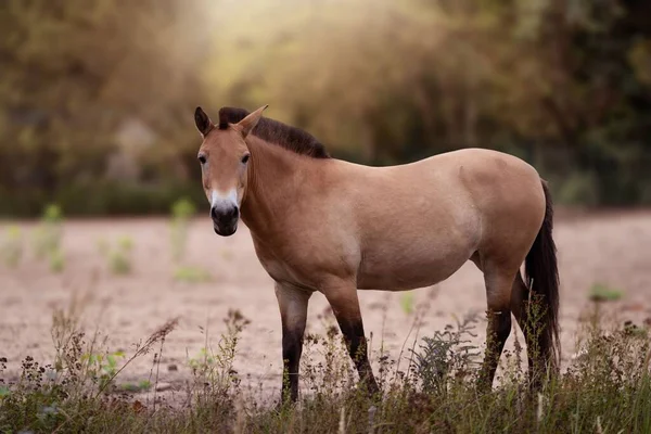 阳光明媚的日子里 一匹棕色的马在绿草中的风景 — 图库照片