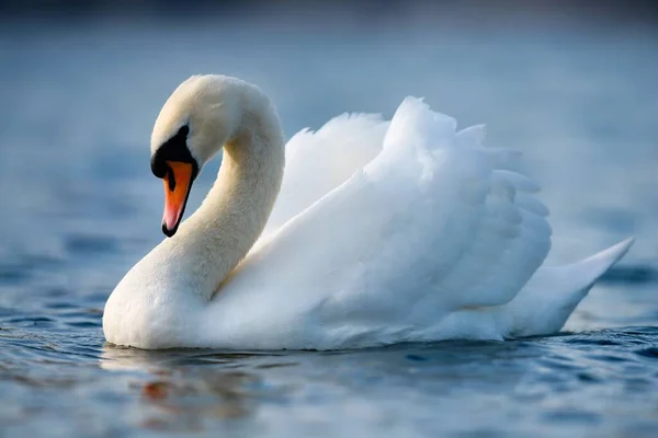 一只漂亮的沉默天鹅 低着头 以威胁或炫耀的姿态竖起羽毛 摆出一副帝王的架势 — 图库照片