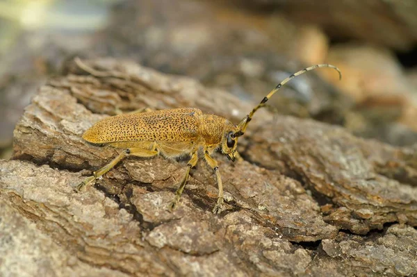Una Macro Toma Escarabajo Cuerno Largo Mezclándose Una Superficie Madera — Foto de Stock