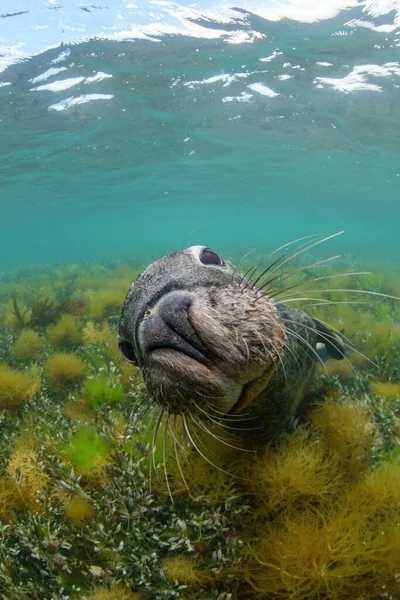 Śmieszny Lew Morski Pod Oceanem — Zdjęcie stockowe