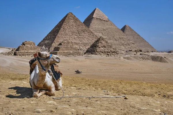 Velbloud Ležící Proti Pyramidovému Komplexu Gíze Egyptě — Stock fotografie
