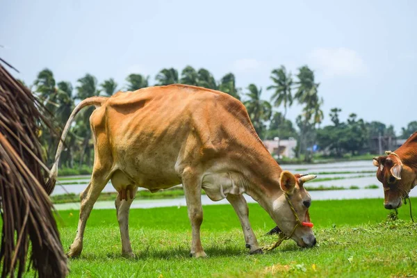 背景に水のある緑の畑で食べる子牛 — ストック写真