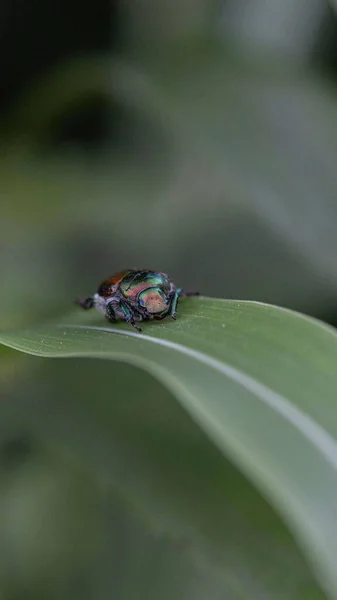 Gökkuşağı Yaprağı Böceği Chrysolina Tahıl Gevreğinin Dikey Yakın Çekimi — Stok fotoğraf
