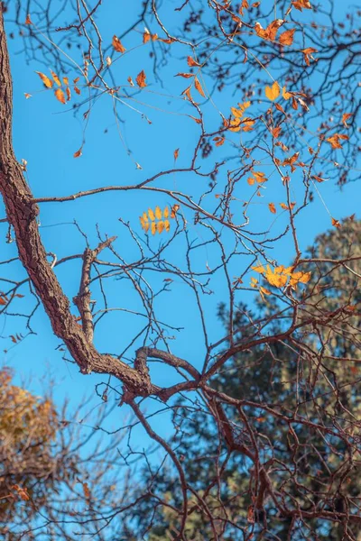 Pionowe Selektywne Skupienie Gałęzi Drzew Żółtymi Liśćmi Tle Błękitnego Nieba — Zdjęcie stockowe