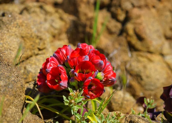 Uma Flor Garra Leão Endémica Deserto Atacama — Fotografia de Stock