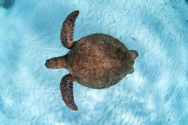 Green Sea Turtle Chelonia Mydas Ocean — Stock Photo, Image