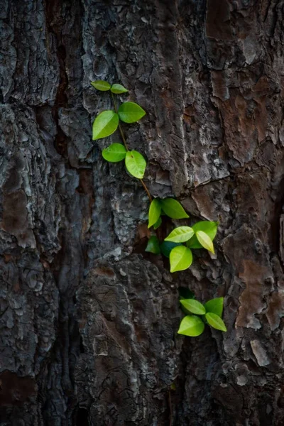 Detailní Záběr Zelených Klíčků Povrchu Kůry Stromů — Stock fotografie