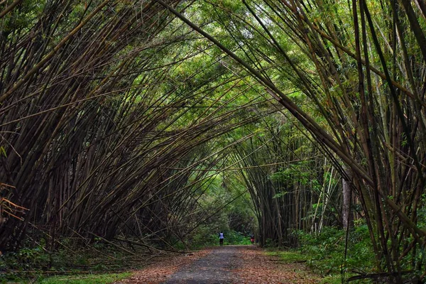 Primer Plano Sendero Con Árboles Alrededor Reserva Natural Catedral Bambú — Foto de Stock