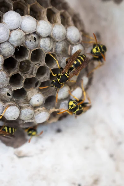 一张黄色黑色黄蜂在蜂窝周围爬行的垂直特写照片 — 图库照片
