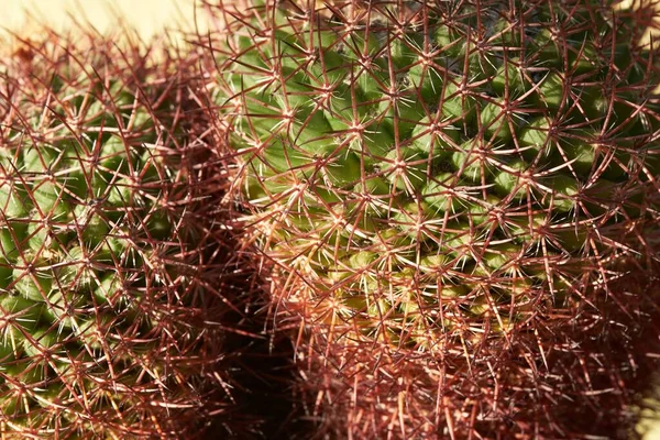 クローズ アップ サボテンの植物の — ストック写真