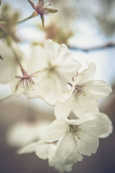 Makro Záběr Třešňových Květů Rozmazaném Pozadí Skvělé Pro Tapety — Stock fotografie