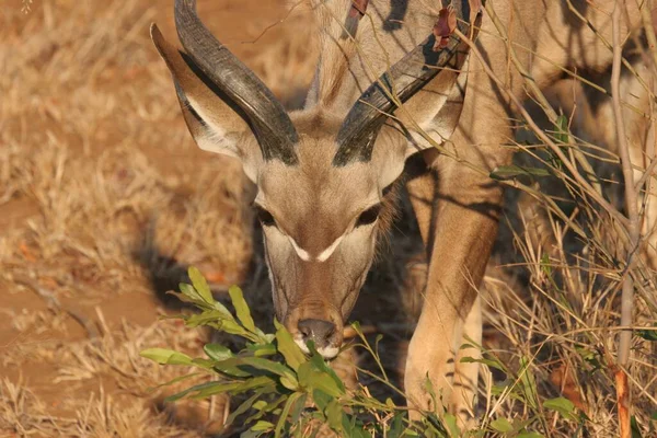 Gros Plan Tête Kudu Dans Les Sables Sabi Afrique Sud — Photo