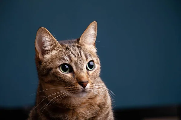 Portret Uroczego Brązowego Azjatyckiego Kotka Tabby Ciemnym Zielonym Tle — Zdjęcie stockowe