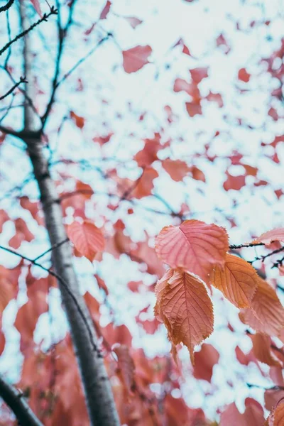 Een Prachtige Herfstachtergrond Van Rode Bladeren — Stockfoto