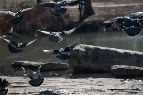 Ein Blick Auf Taubenschwärme Während Des Fluges — Stockfoto