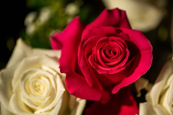 Close Uma Rosa Vermelha Nas Rosas Brancas — Fotografia de Stock