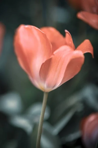 Plan Vertical Une Fleur Tulipe Dorée Orange Idéal Pour Papier — Photo