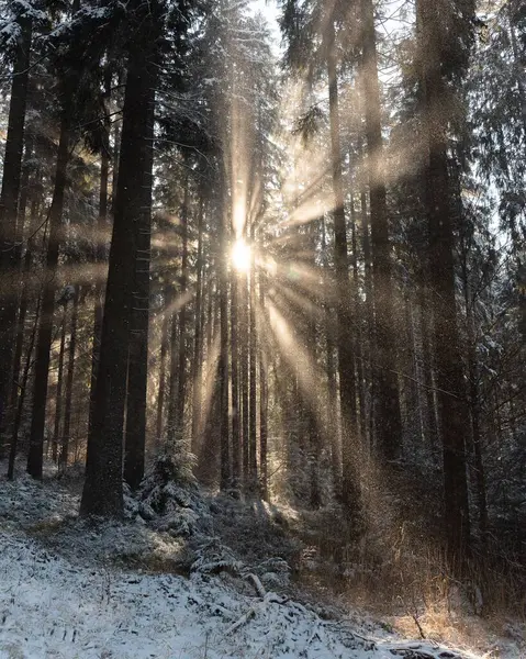 Güneşin Dikey Görüntüsü Beyaz Bir Kış Ormanındaki Yüksek Ağaçların Arasından — Stok fotoğraf