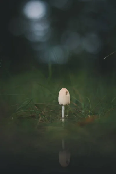 Penutup Dari Jamur Kecil Yang Tumbuh Hutan Dengan Latar Belakang — Stok Foto