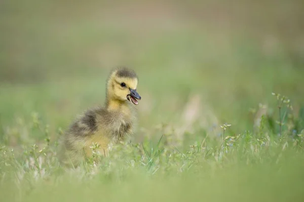 Une Petite Canada Gosling Mignonne Sur Herbe Verte Avec Fond — Photo
