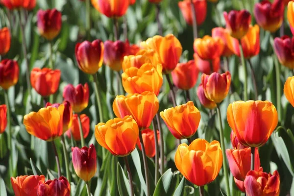 Вибірник Червоних Помаранчевих Тюльпанів Під Сонячним Світлом Царському Палаці Осло — стокове фото