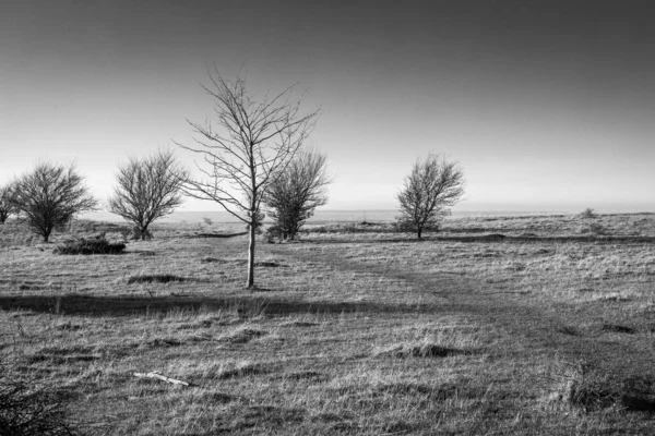 Plano Escala Grises Salt Meadow Park Con Árboles Dispersos Madison — Foto de Stock