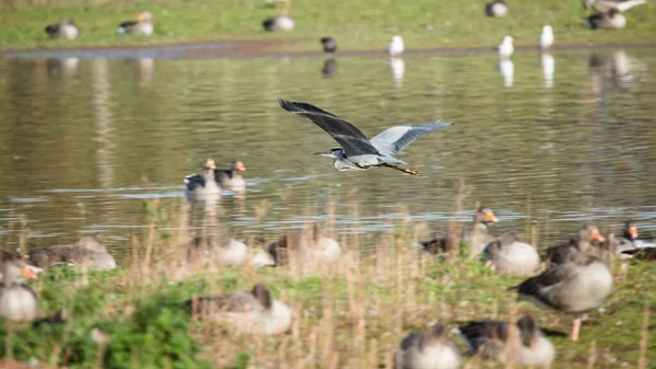 湖を飛ぶ灰色のサギ — ストック写真