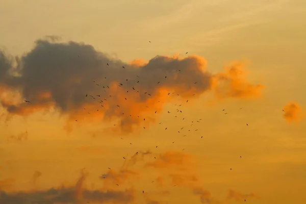 Zwerm Vogels Die Bij Zonsondergang Feloranje Lucht Vliegt — Stockfoto