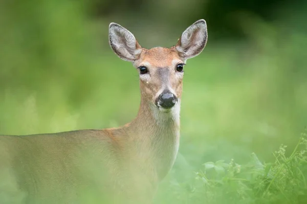 Whitetail Deer Dreamy Green Field — Stock Photo, Image